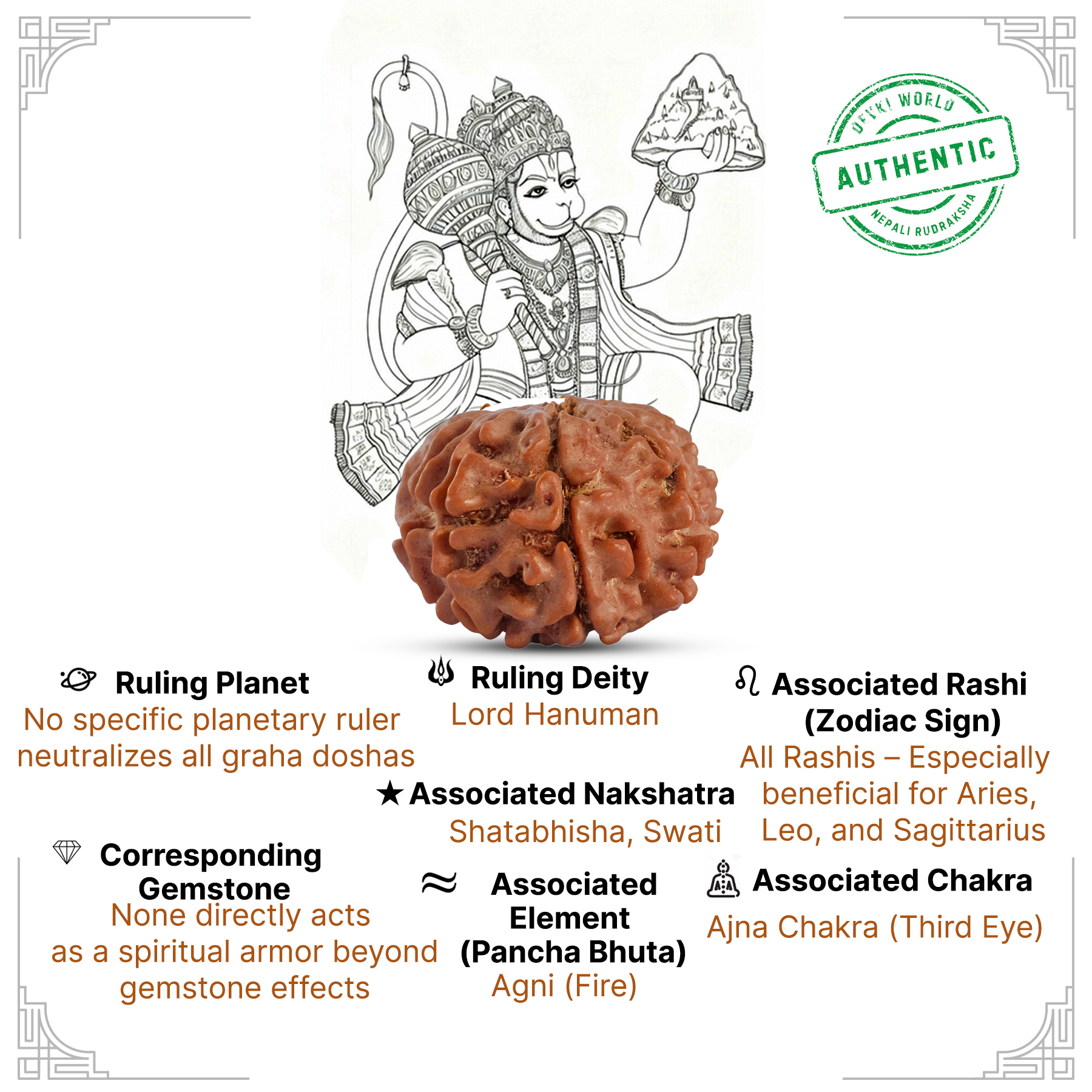 11 Mukhi Rudraksha