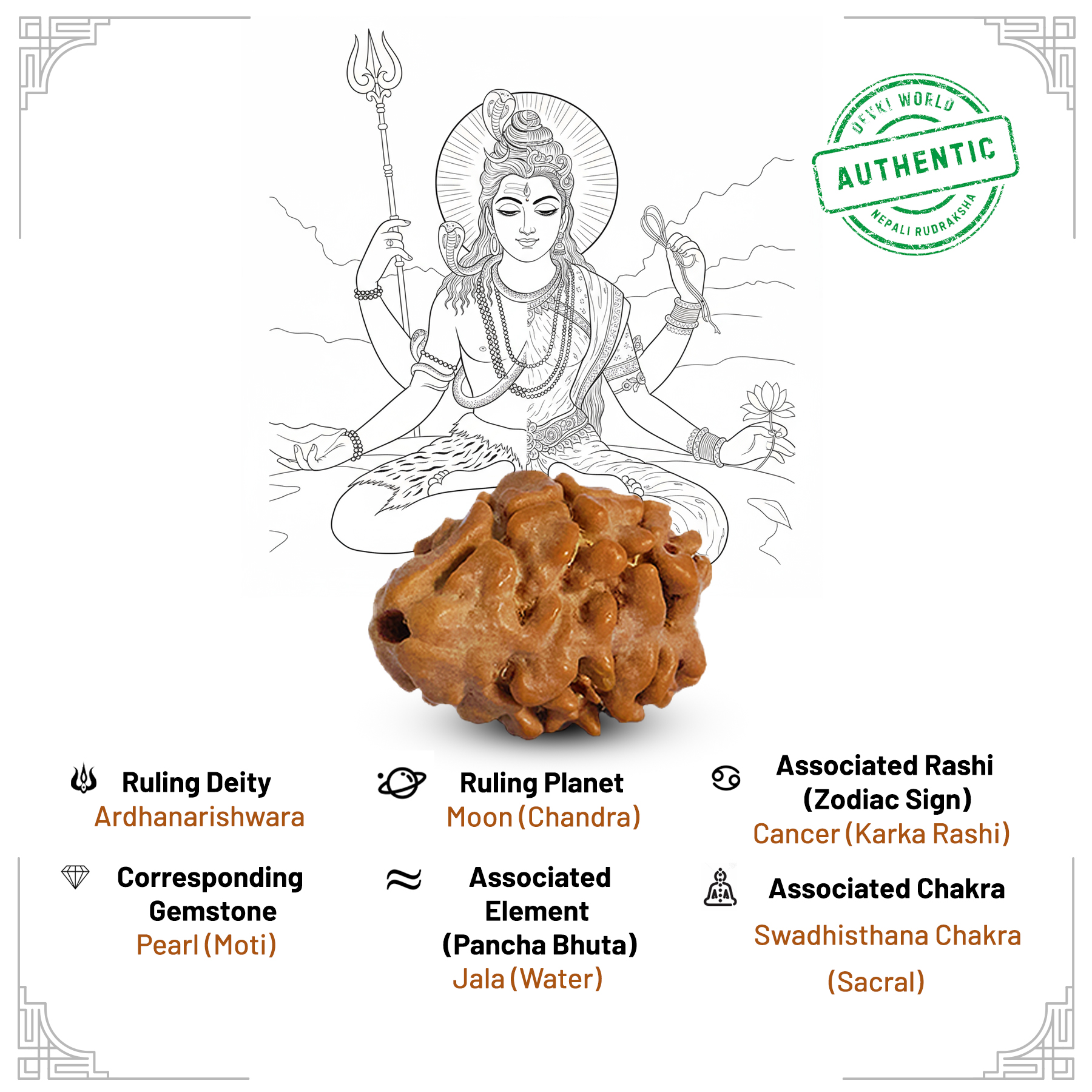 2 Mukhi Rudraksha