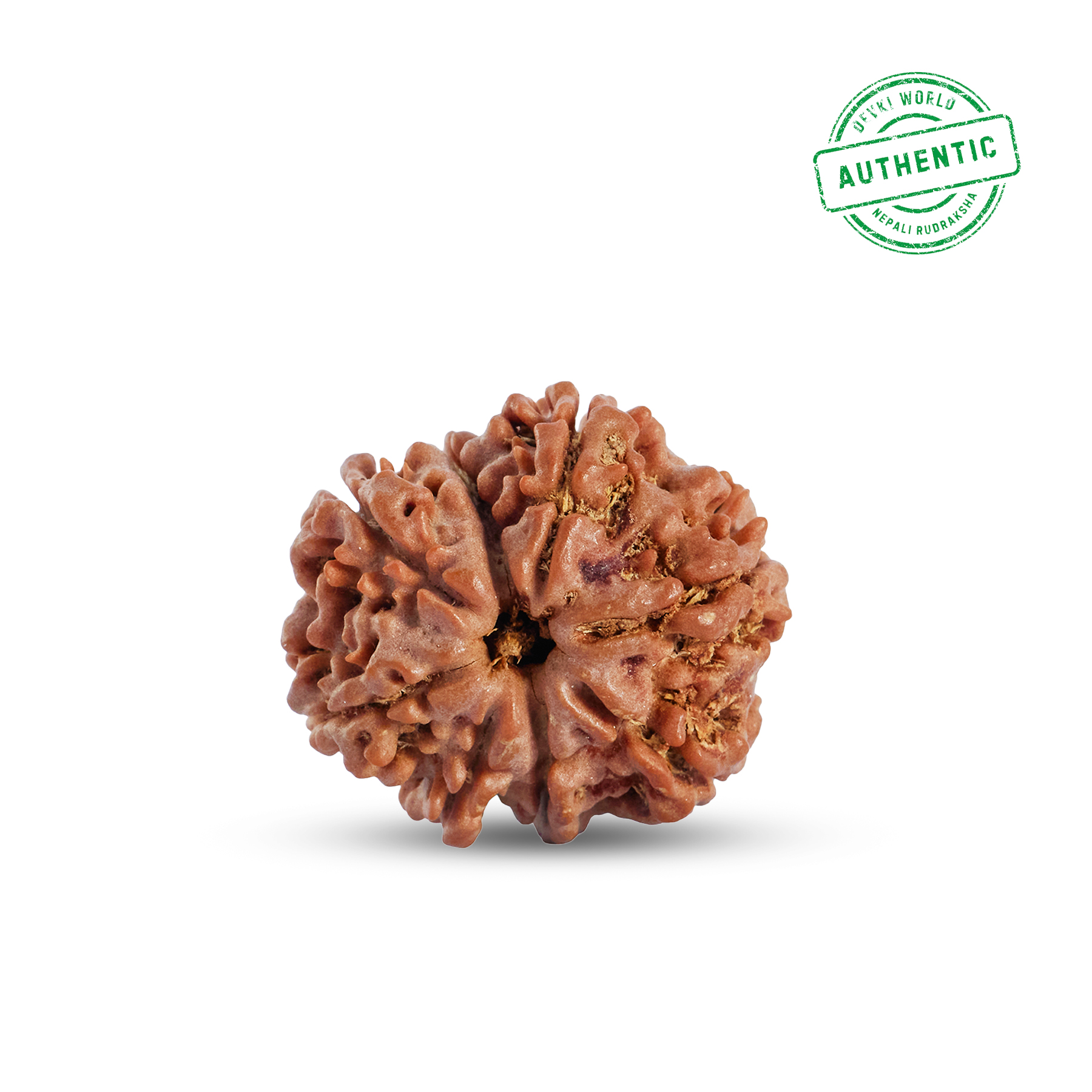 8 Mukhi Rudraksha