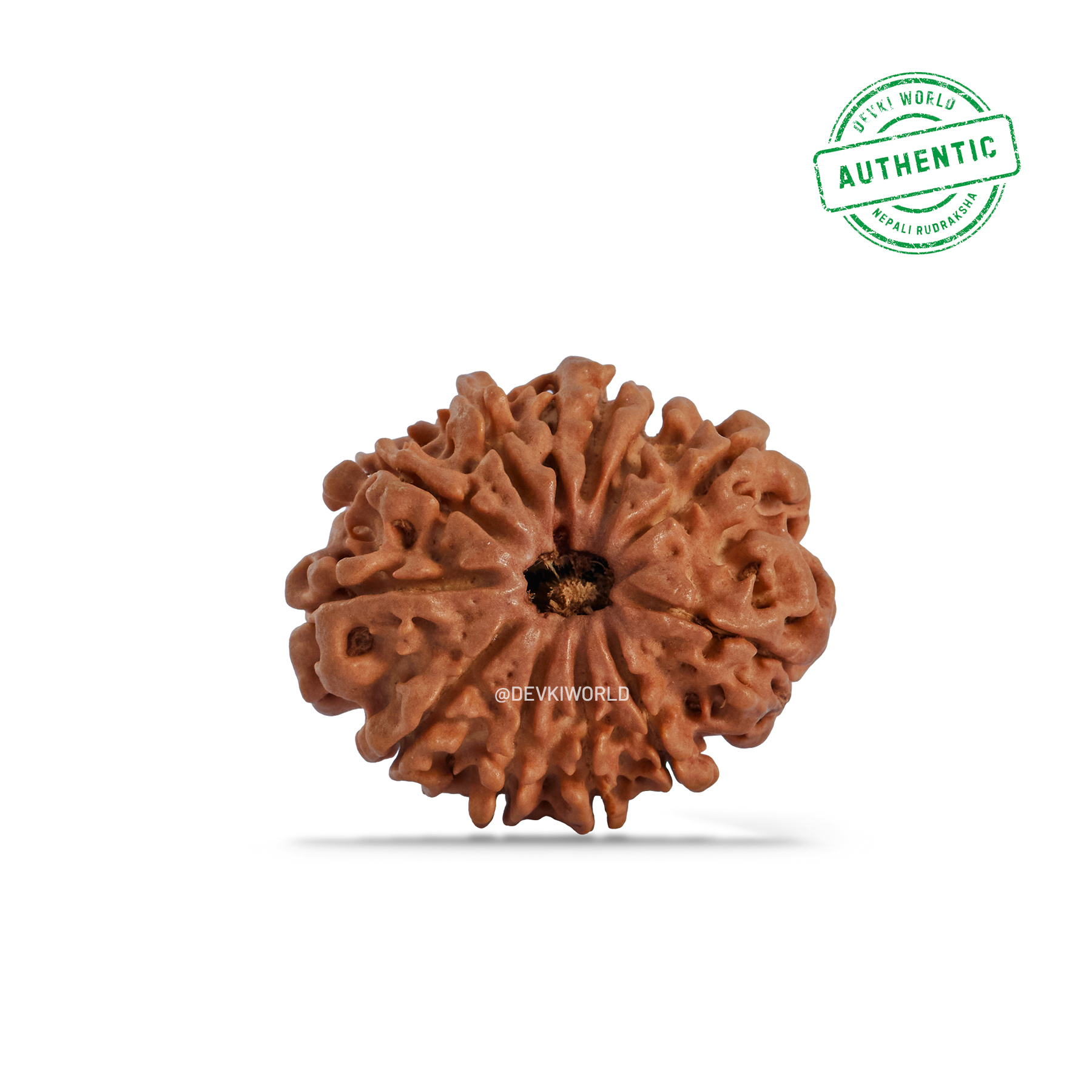 12 Mukhi Rudraksha